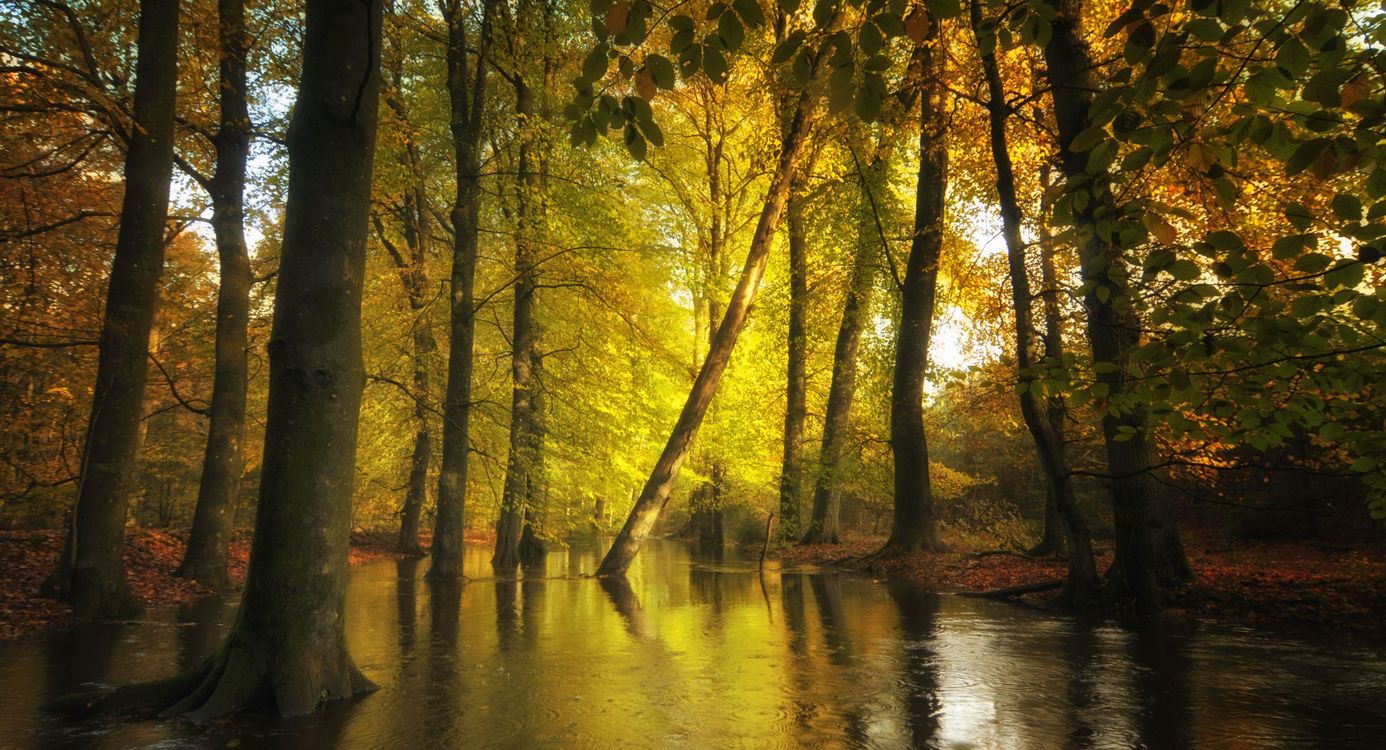 De bomen van de Leuvenumse Bossen weerspiegelen in het water van de Leuvenumsebeek