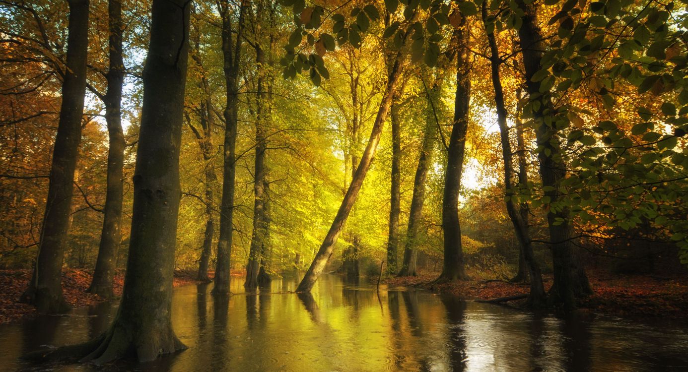 De bomen van de Leuvenumse Bossen weerspiegelen in het water van de Leuvenumsebeek