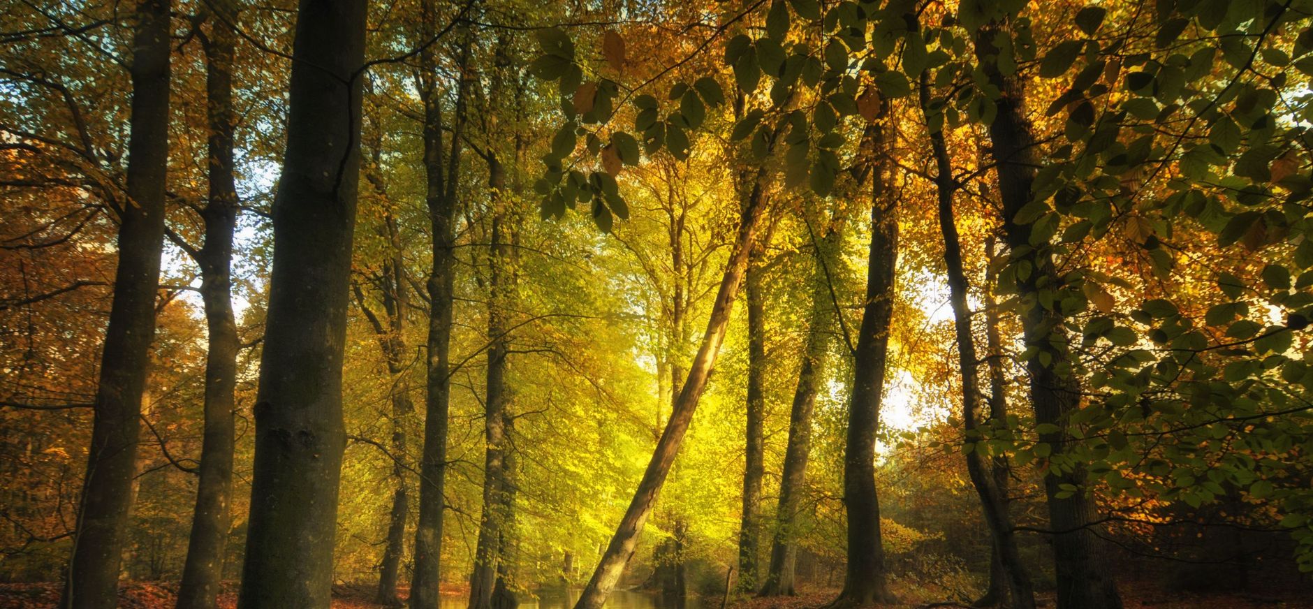 De bomen van de Leuvenumse Bossen weerspiegelen in het water van de Leuvenumsebeek