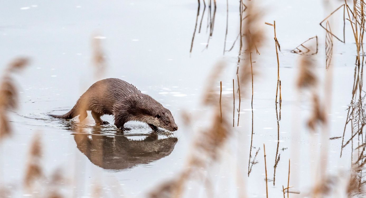 Otter Otter