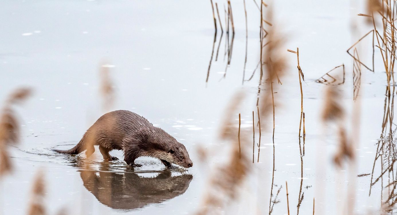 Otter Otter