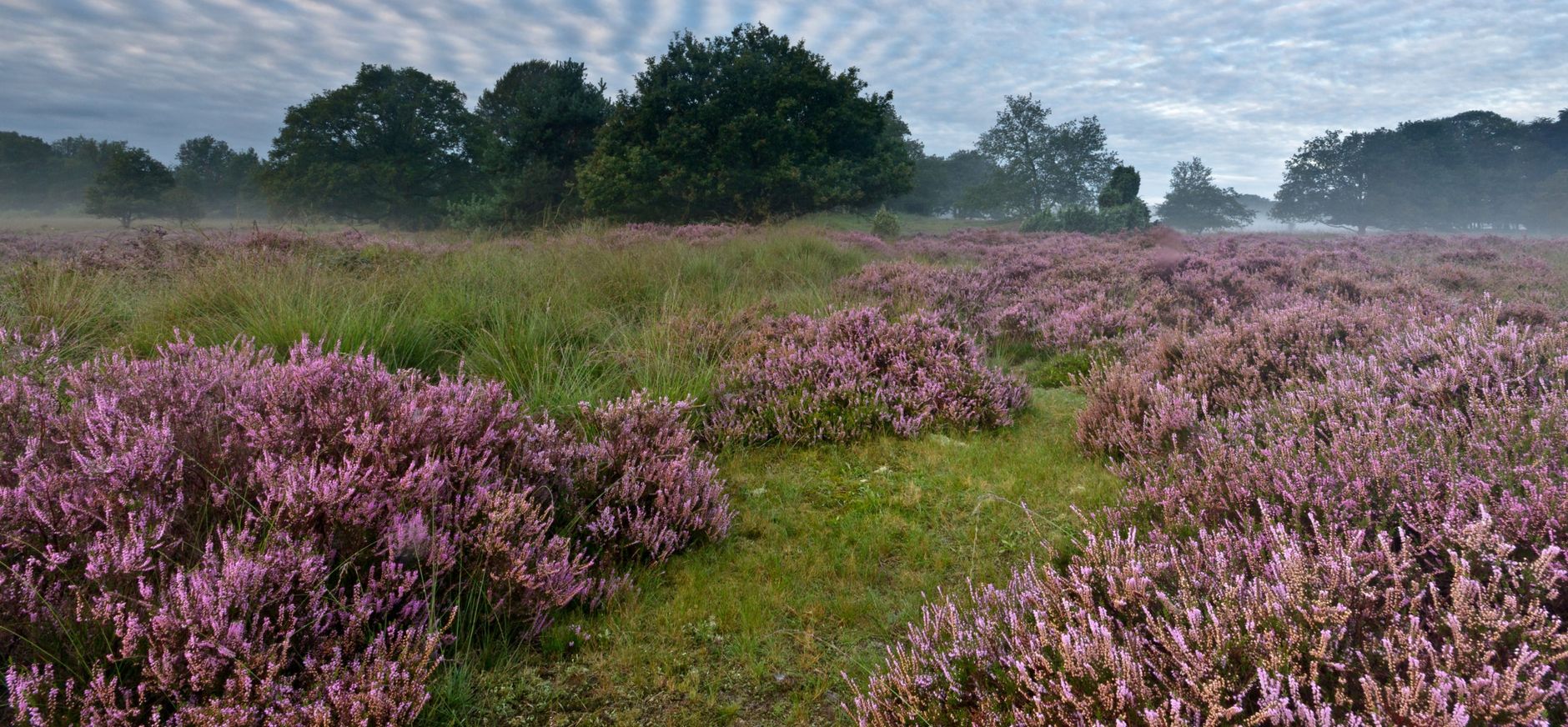buurserzand heide buurserzand heide