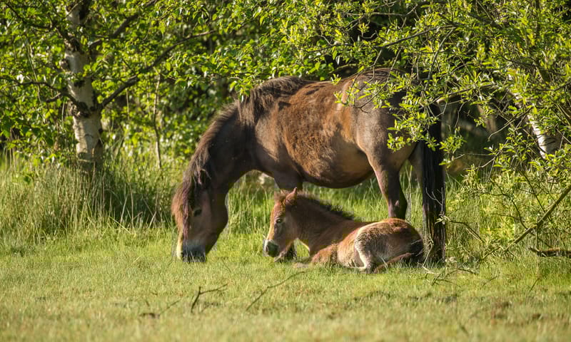 Exmoorpony's