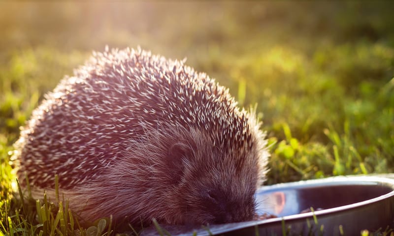 Egel eet uit een voerbakje in het gras