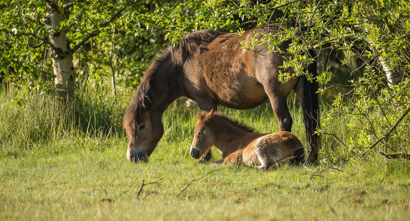 Exmoor pony met veulen Exmoor pony met veulen