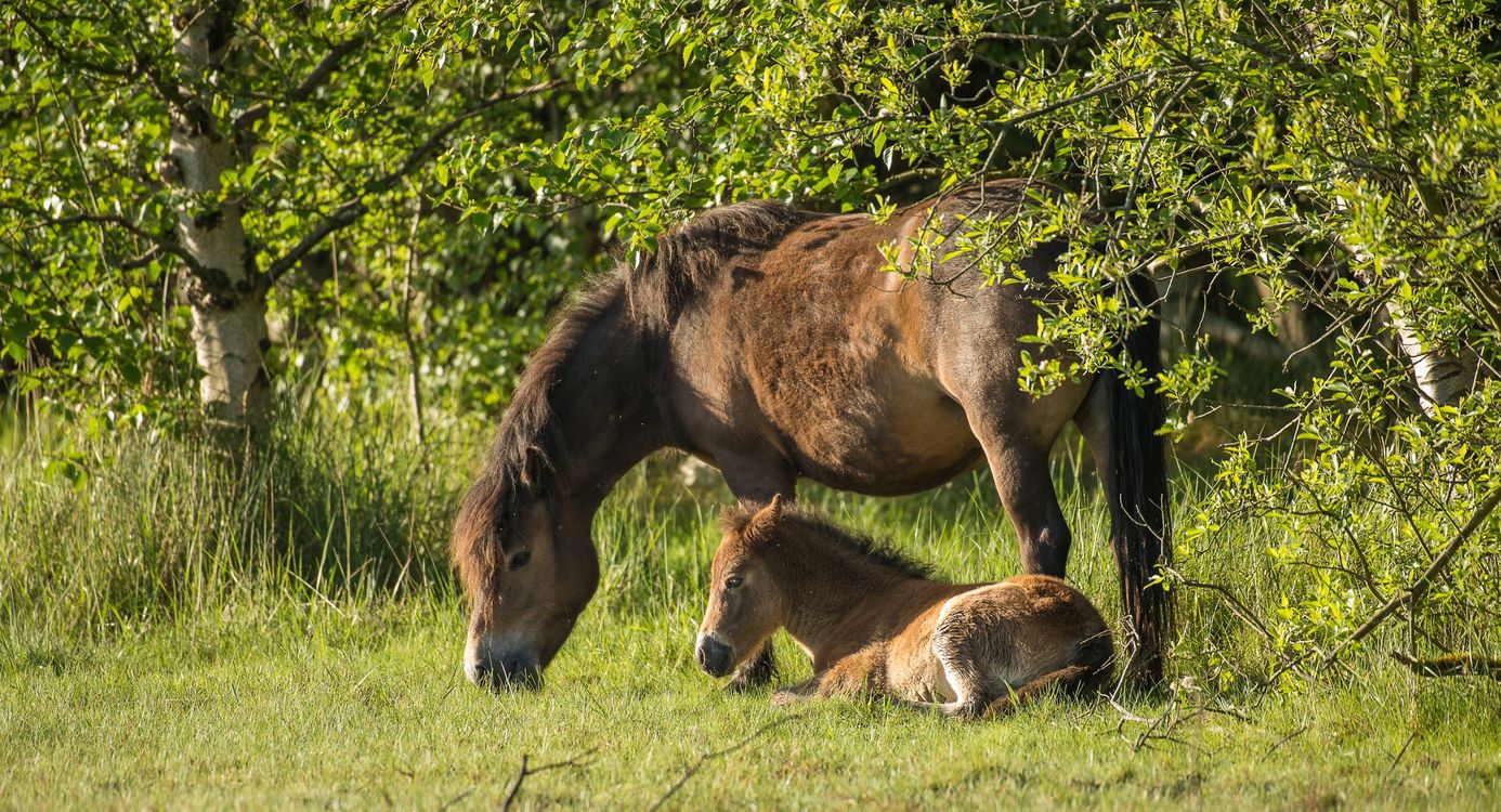 Exmoor pony met veulen Exmoor pony met veulen