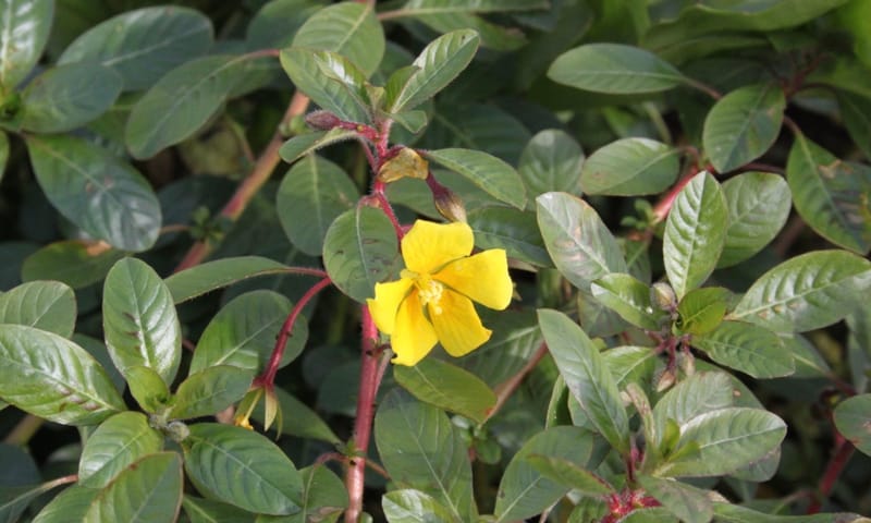 kleine teunisbloem