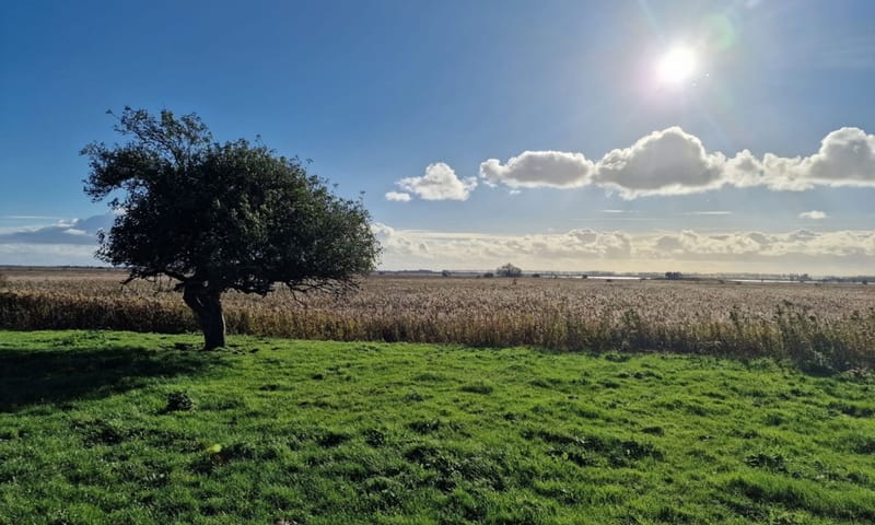 Wandeling naar de mooiste boom van Tiengemeten 