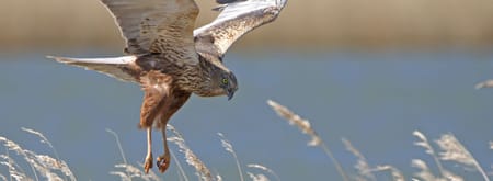 roofvogels