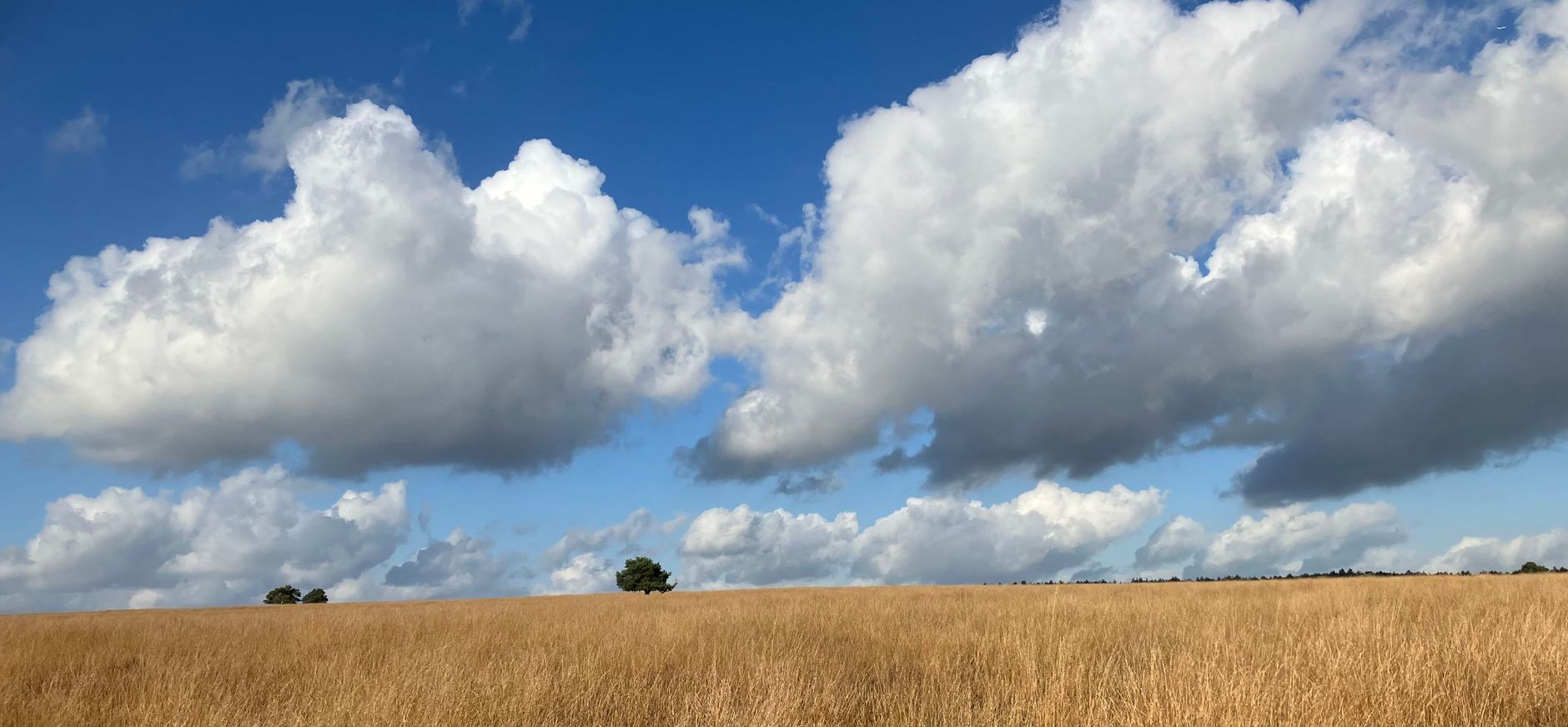 Weids landschap