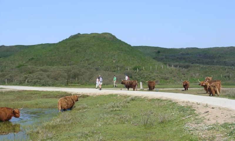 Wandelaars en Schotse hooglanders in Duin en Kruidberg