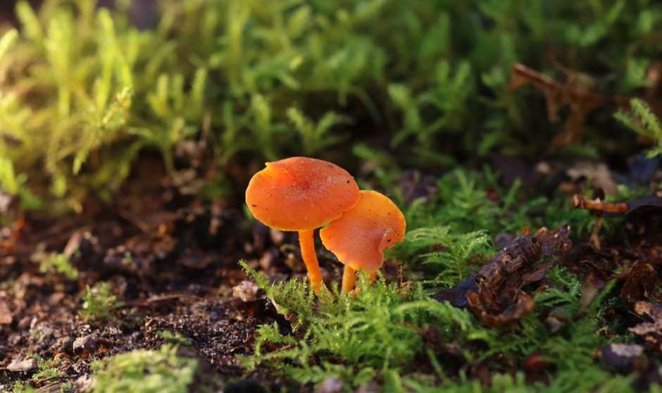 Winnaar publieksprijs november