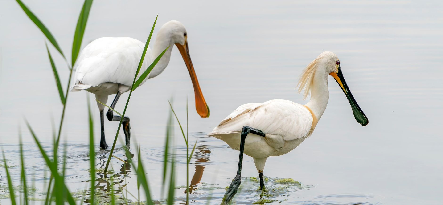 Lepelaar in het water