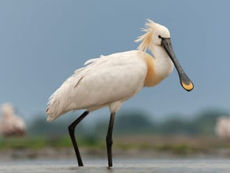 Lepelaar