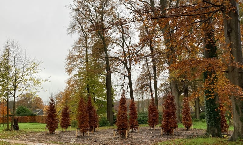 Nieuwe rode beuken sieren de oprit naar kasteel Hackfort en vormen een nieuwe boomgroep