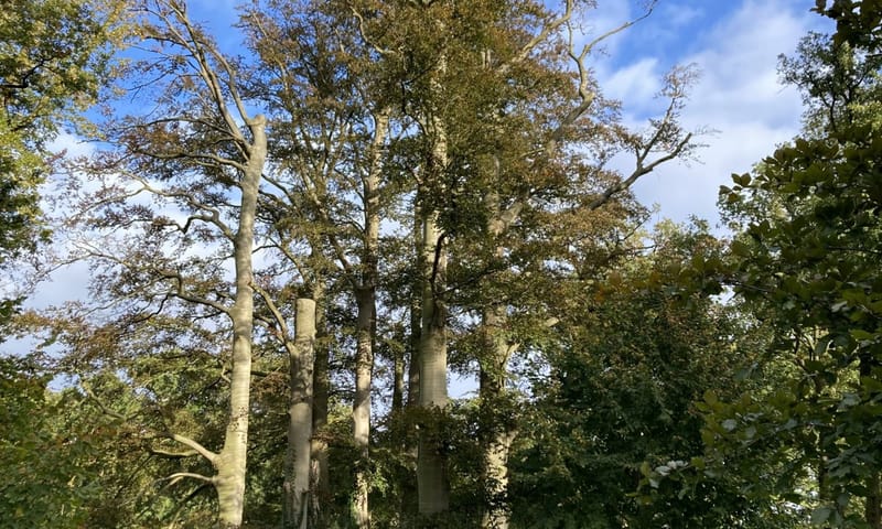 De dode beuken waren niet langer veilig voor de vele bezoekers