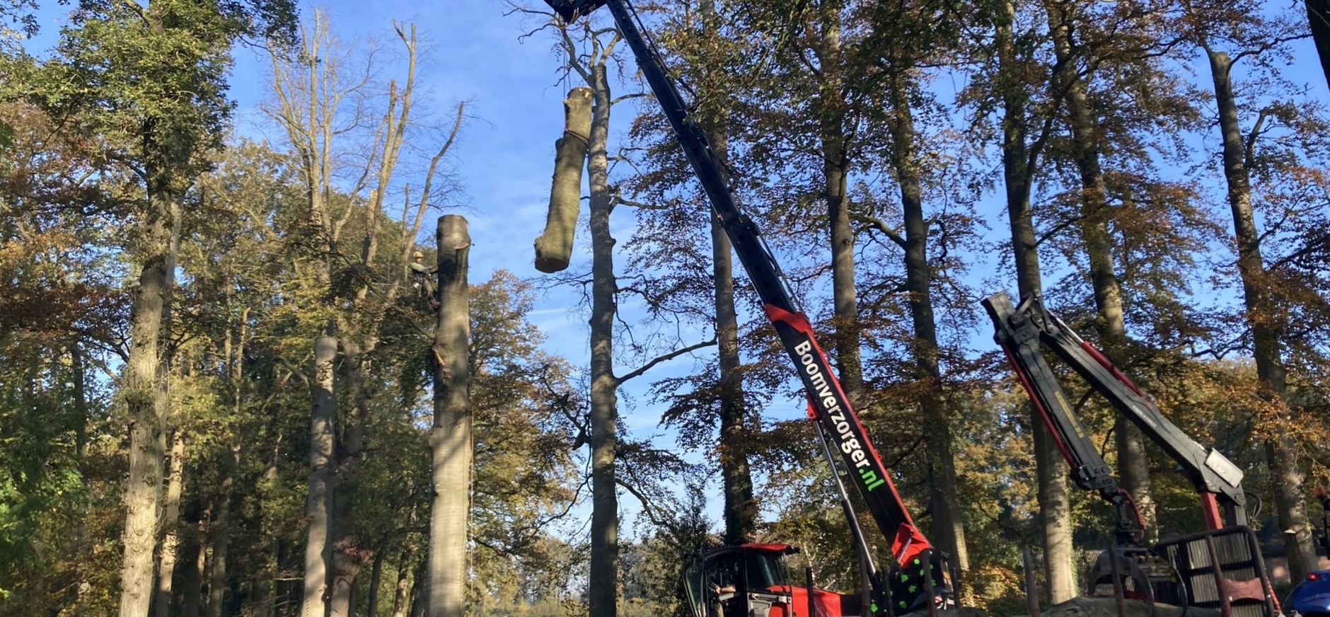 Het verwijderen van de dode, rode beuken verliep zeer voorspoedig Het verwijderen van de dode, rode beuken verliep zeer voorspoedig