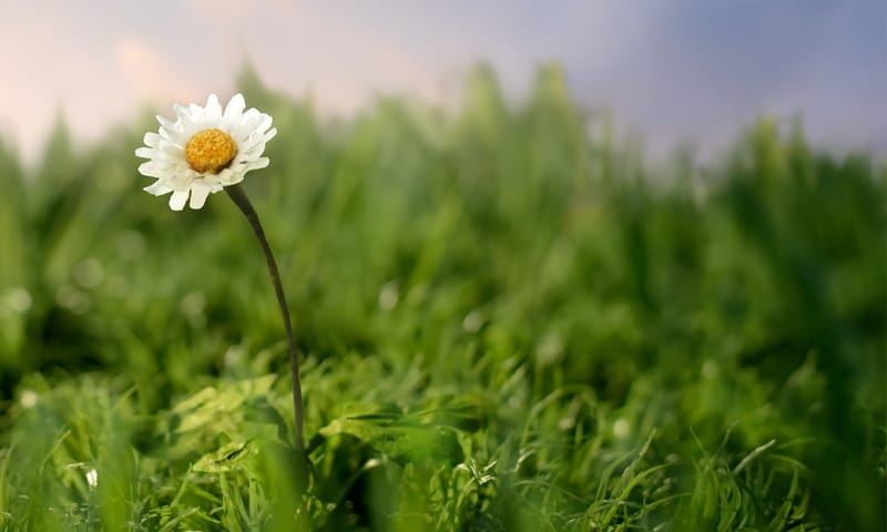 Madeliefje in het gras