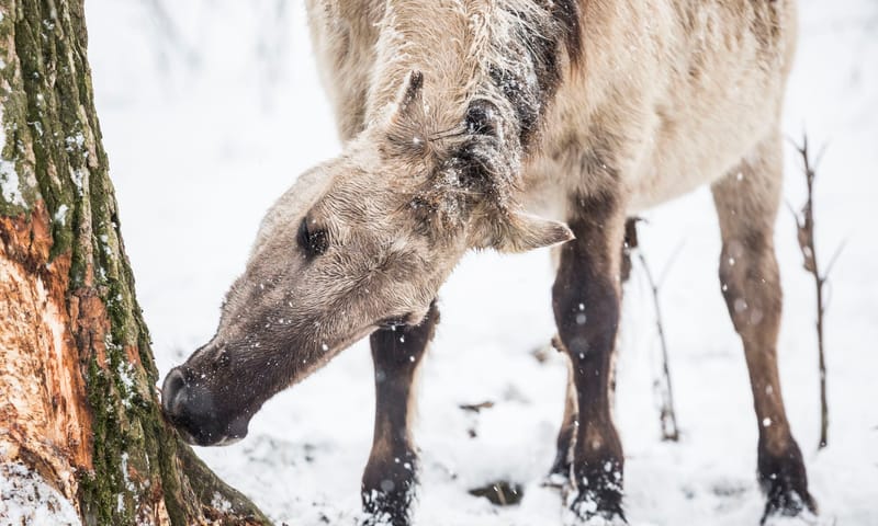 konik eet bas