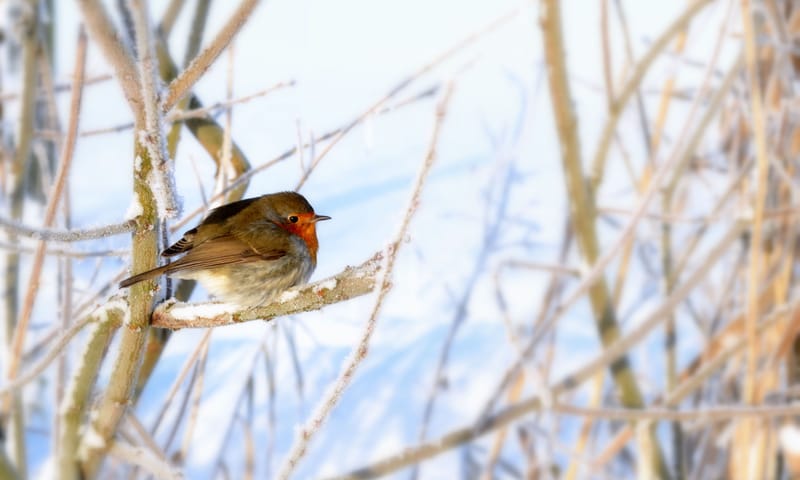 roodborst in winter