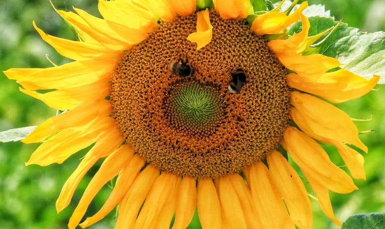 BZZZ speurtocht in 's-Graveland