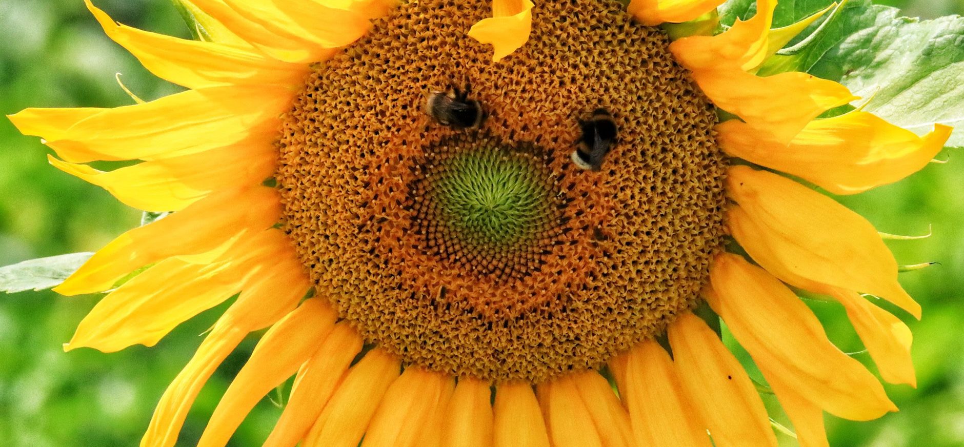 BZZZ speurtocht in 's-Graveland