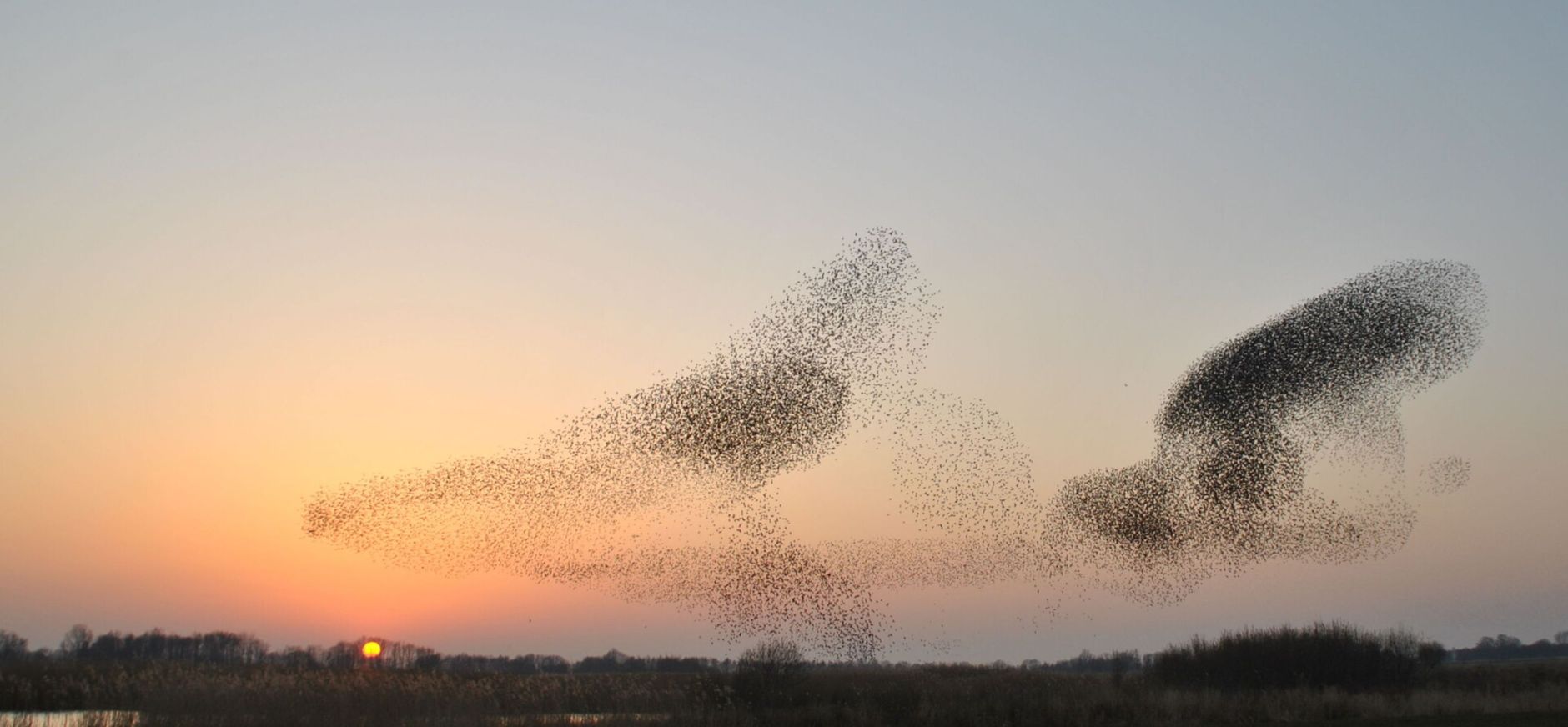 vogeltelling november 