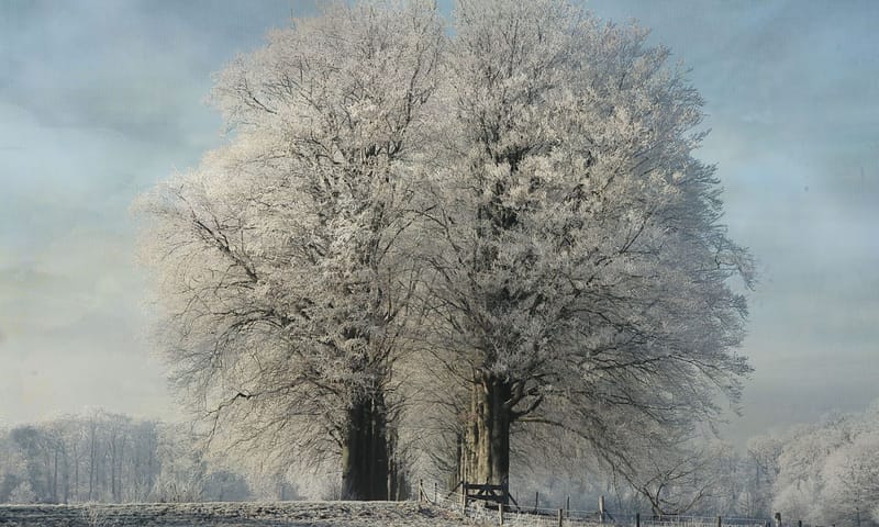 Grote bomen vol bevroren rijp en een klein beetje sneeuw