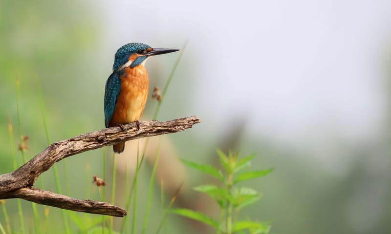 IJsvogel IJsvogel