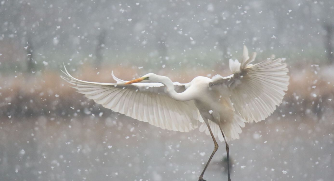 Grote witte vogel di opvliegt terwijl het sneeuwt