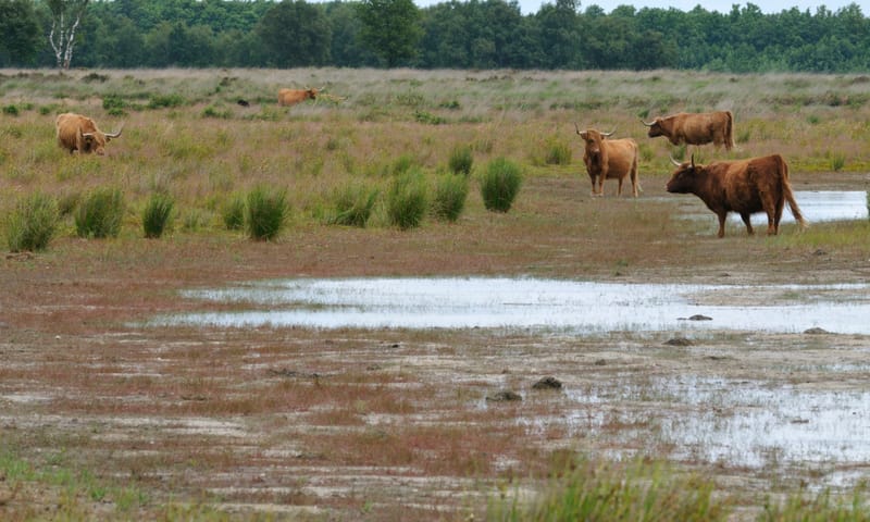 Mantingerveld Mantingerveld