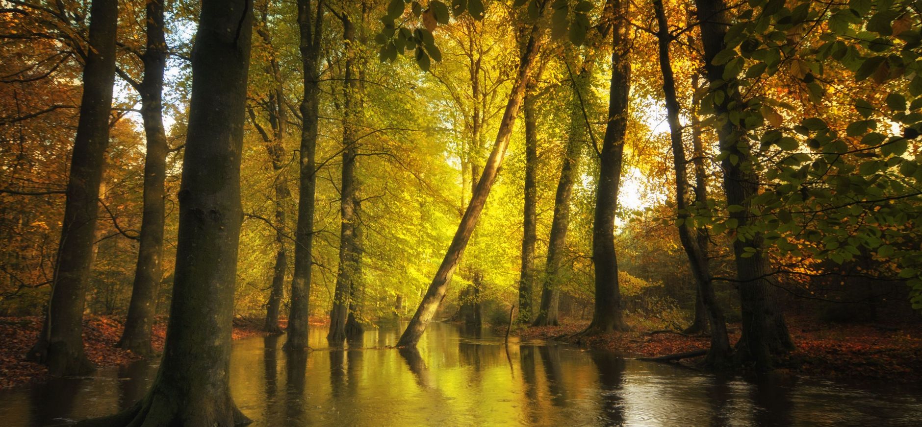 De bomen van de Leuvenumse Bossen weerspiegelen in het water van de Leuvenumsebeek