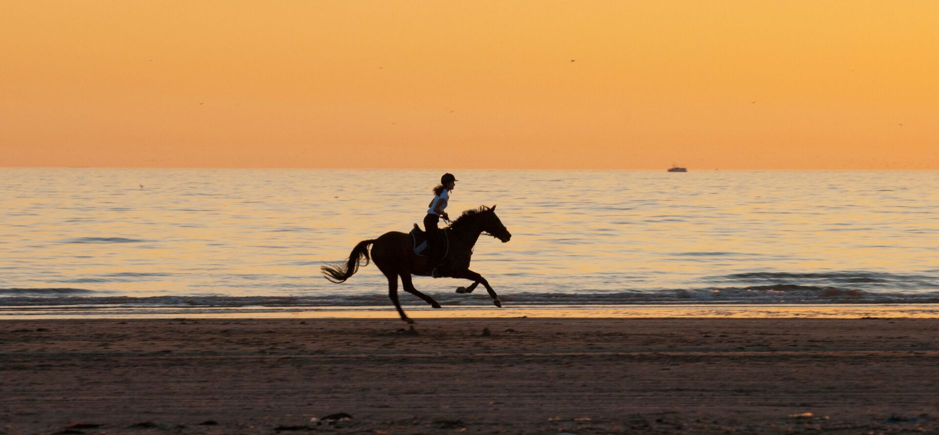 Ruiter paard strand