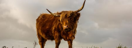 schotse hooglander 