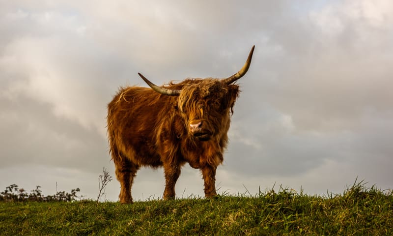 schotse hooglander 