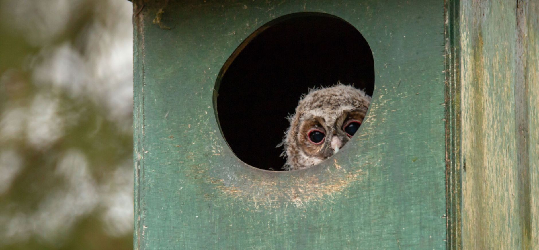 takkeling in uilenkast