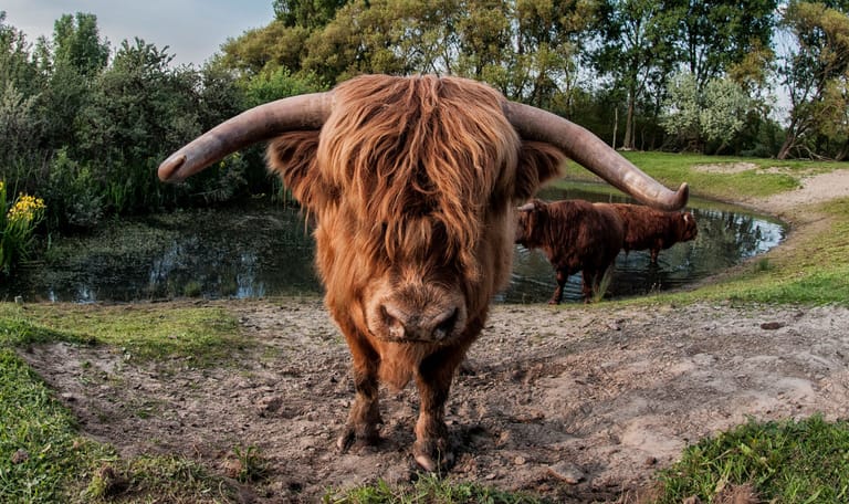 Schotse hooglander