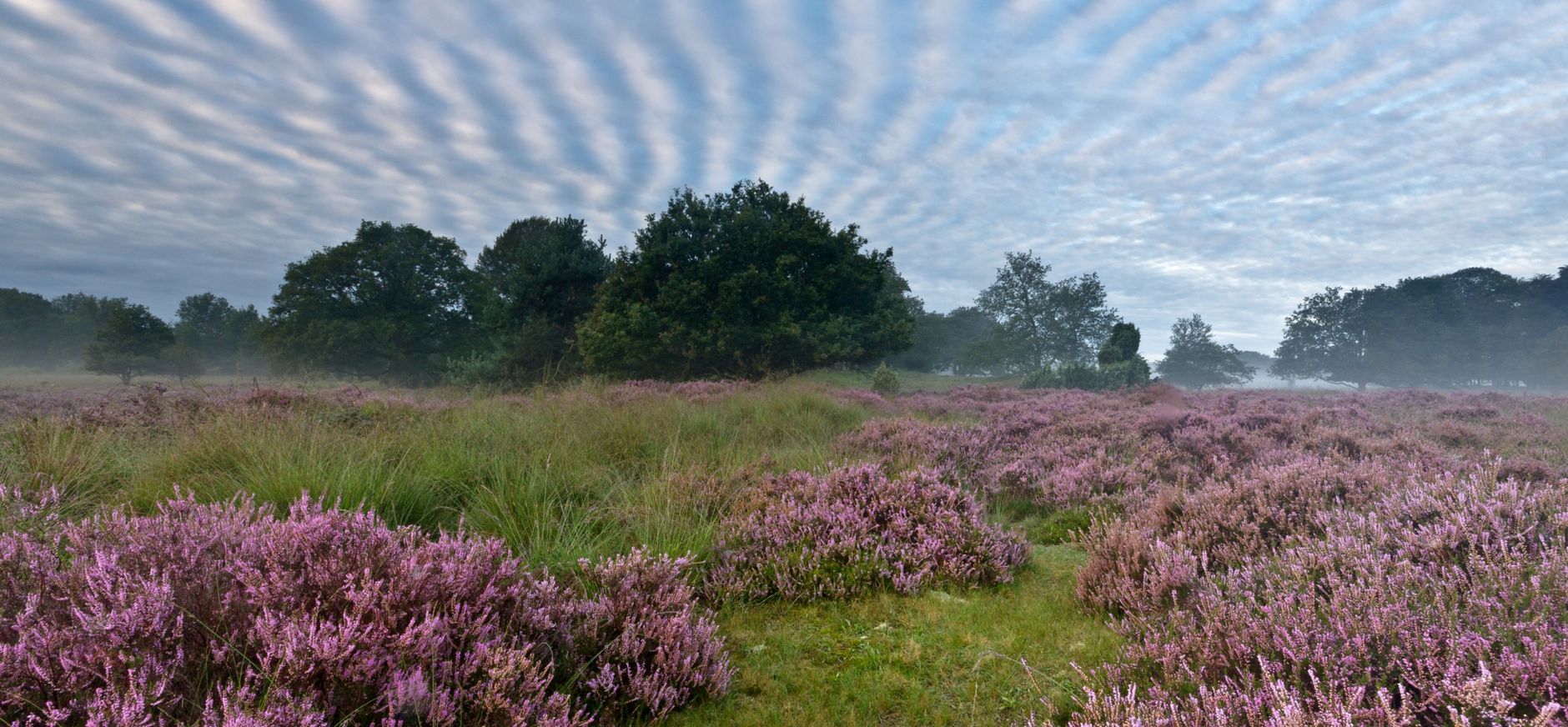 buurserzand heide buurserzand heide