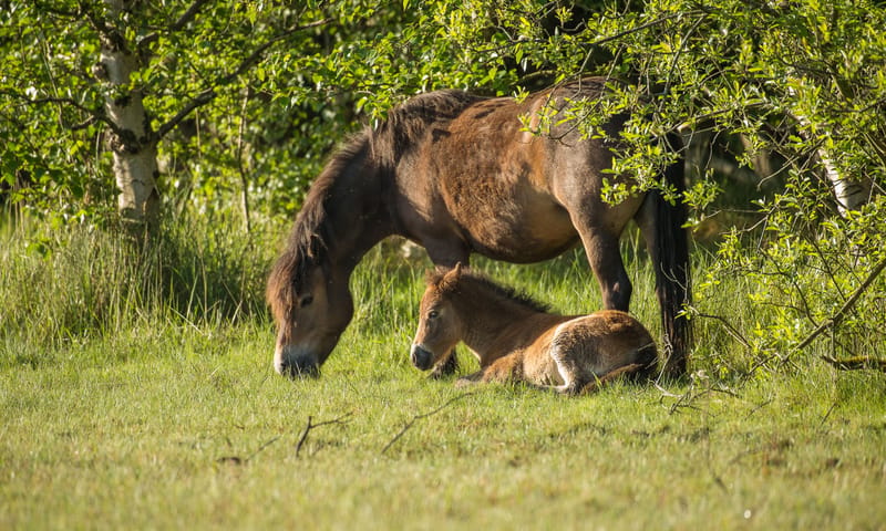 Exmoorpony's