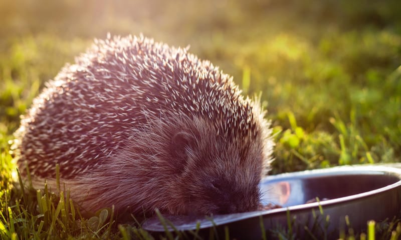 Egel eet uit een voerbakje in het gras