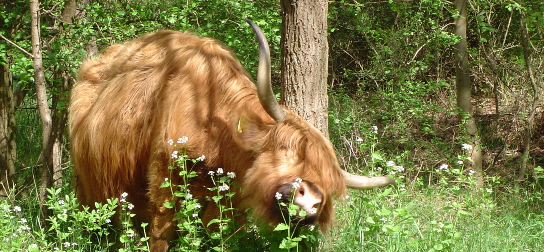 Schotse hooglander in Duin en Kruidberg