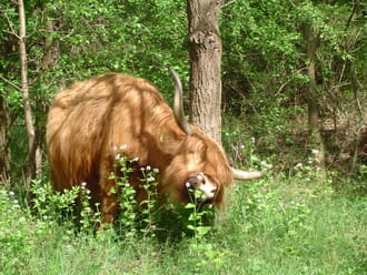 Schotse hooglander in Duin en Kruidberg