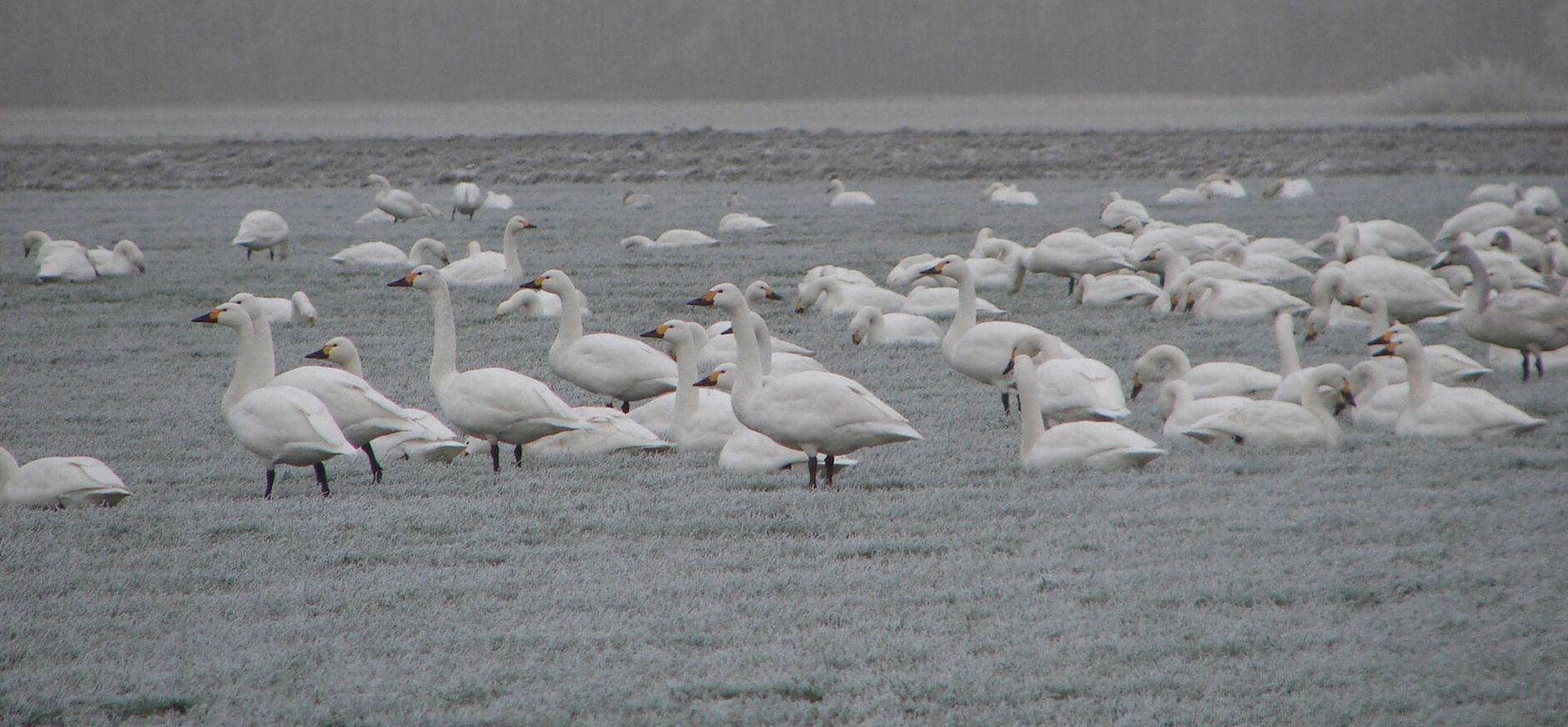 Kleine zwanen kleine zwanen