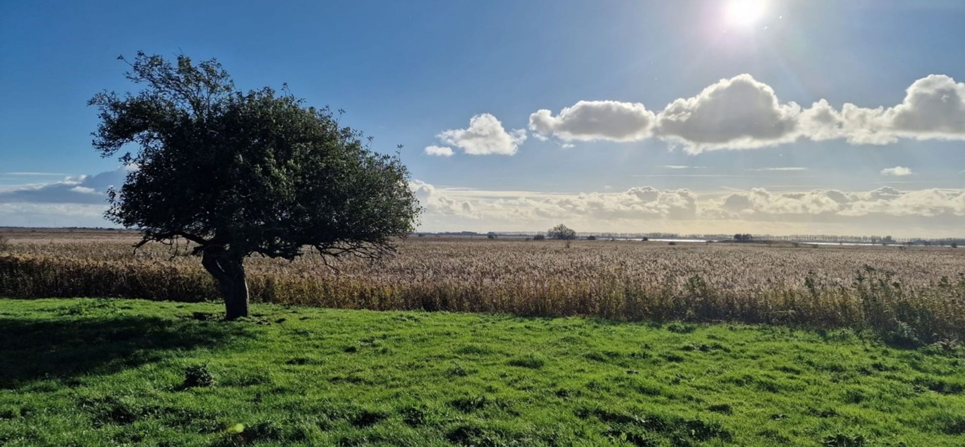 Wandeling naar de mooiste boom van Tiengemeten 