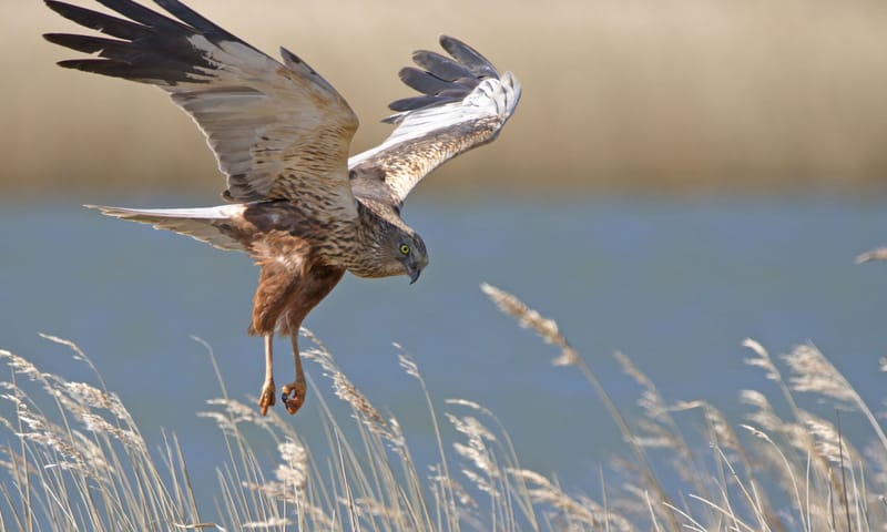 roofvogels