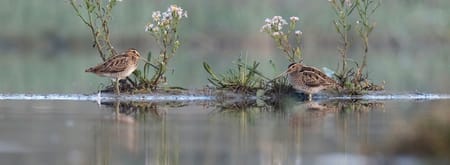 water en moerasvogels