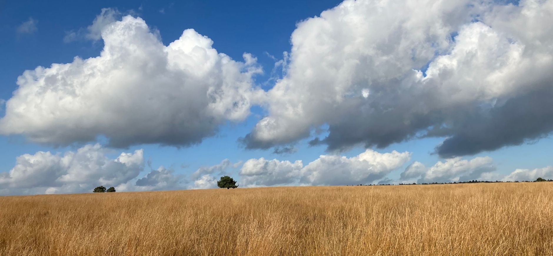 Weids landschap