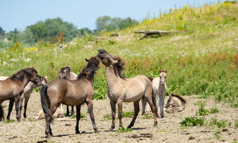 Konikpaarden bij Nattenhoven