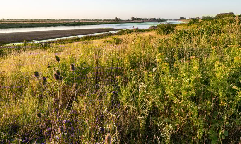 Grindeilandjes en nieuwe natuur langs de Maas bij Grevenbicht.
