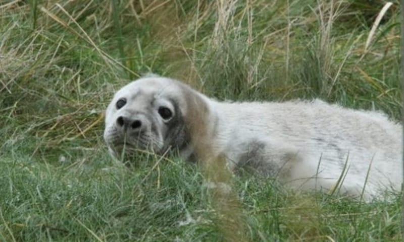 Jonge zeehond